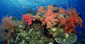 Innovative scientific methods are driving coral reef restoration and ecosystem resilience